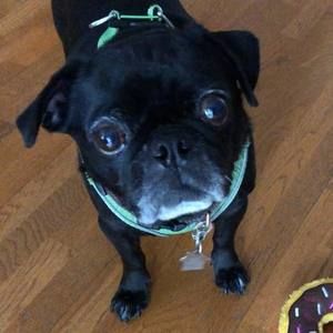 Meet your Posher, Libby